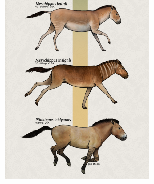 paleoart:Evolution Series: The Conquest of HorsesHorses represent one of the most adaptable and resi