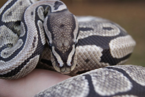 daedricsnakes:Someone was feeling a little shy todayHis colors