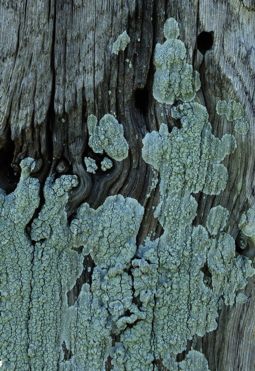 Bleached, crusty and rusty. #FencepostOfTheWeek