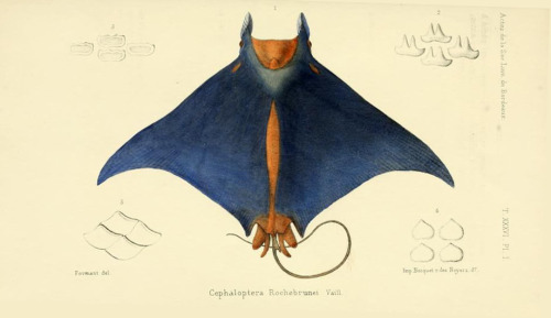 Alphonse Tremeau de Rochebrune, Skates - Poissons, 1883. Faune de la Sénégambie. Via Biodiversity He