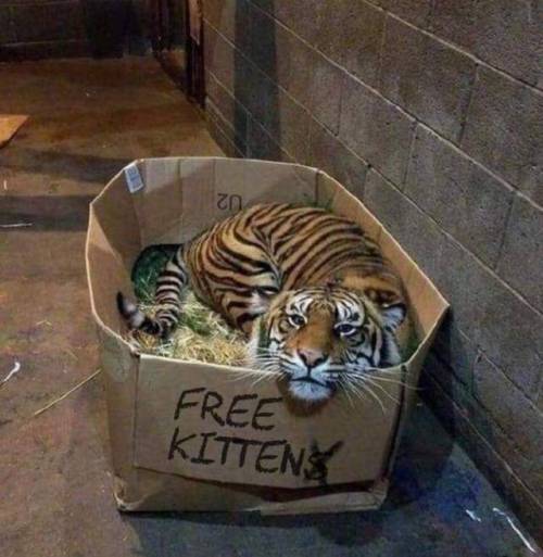 Yeah, this is clearly photoshopped, but it still makes me so happy.