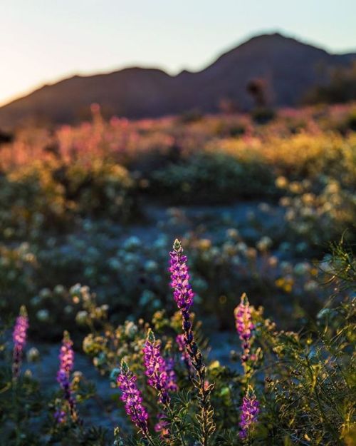 PHOTOS: Your Pics of California’s ‘Super Bloom’It’s a fantastic year for wildflower lovers, who’ve b