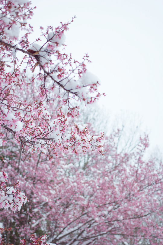 basdos:  Nature Photography 