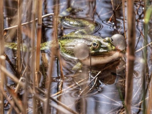 reyolivier:Stars frog  . . #montaimont #savoie #savoiemontblanc #savoietourisme #montagne #montagnes