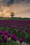 gulistan-blog:㋡🥀Purple tulips..