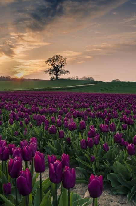 gulistan-blog:㋡🥀Purple tulips..