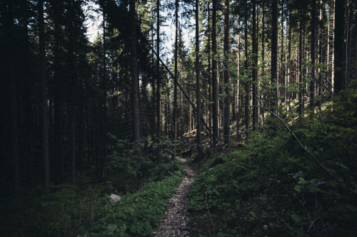 elenamorelli:  { mountain paths }