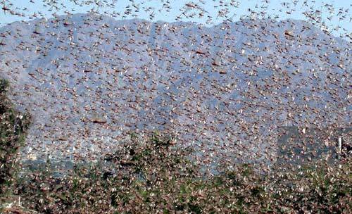 peashooter85:The Great Locust Swarms of 1874 - 1875.“The locusts have no king, Yet all of them go ou