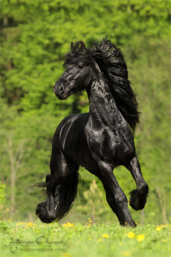 magicalnaturereblogs:  redwingjohnny:  (via 500px / Friesian stallion Daan by Katarzyna Okrzesik)    I’m not a big horse person, but this one is beautiful. :)