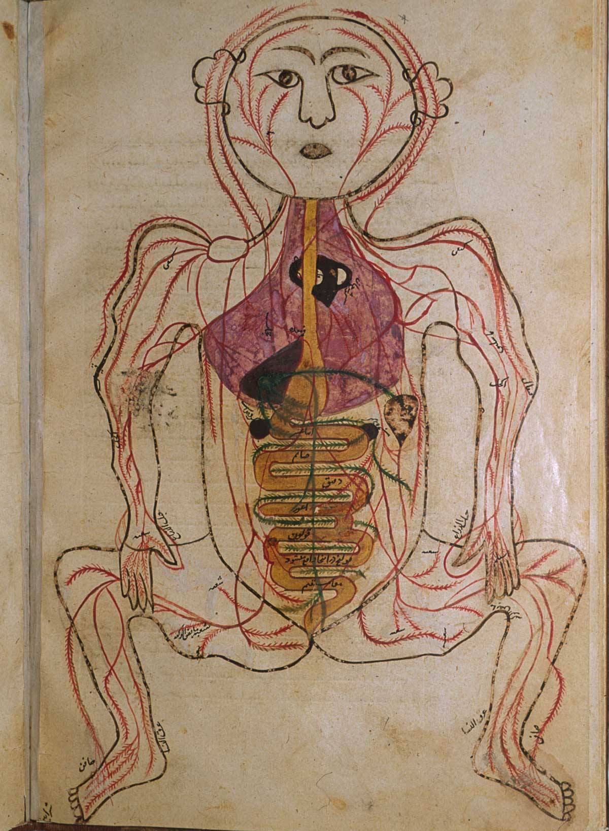 mucholderthen:  Persian Anatomical Illustrations, ca. 1390from Mansur’s Anatomy,
