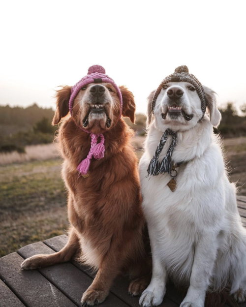 protect-and-love-cats: couple goals