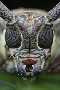 earth-song:  The Face of  longhorn beetleby orionmystery