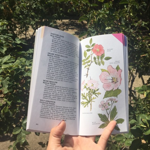 peachblossoms:new field guides !