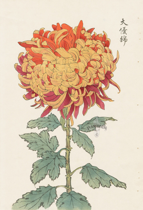 Sex nobrashfestivity:  Keika Hasegawa, Chrysanthemums, pictures