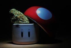 grow-your-weed:  How I grow my cannabis and