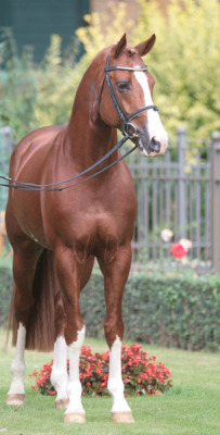 panchokuri:  scarlettjane22:   Peking - Warmblood stallion   www.landgestuet.nrw.de Need and want!