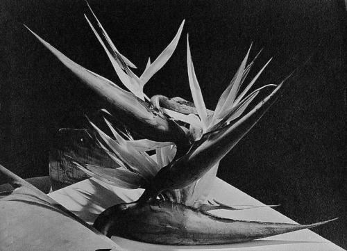 almavio:  Man Ray (1890 - 1976) | "Striletzia"(Flower), porn pictures