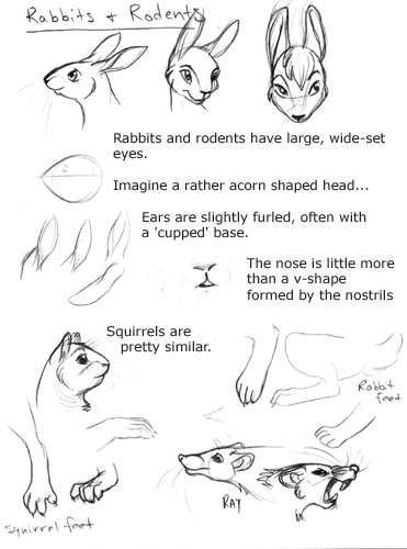 shadow-the-kitsune-coffeeshop:  How to draw anthro heads By Kelly | June 4, 2007 http://web.archive.org/web/20081218094318/http://www.drawfurry.com/?p=5 ((I found this tutorial on a old website that is no longer online. ))  =o Usefulness~!