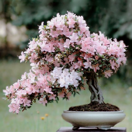 planetarian:  sakura seed ♡ bonsai seed || discount code:  tumblr-Feb04  ♡ $60 off for new users ♡
