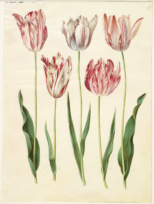 Hans-Simon Holtzbecker, Tulipa gesneriana, Gottorfer Codex, 1649-59. Gouache on parchment. Via Wiki