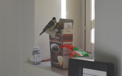 vvankster: vvankster:  vvankster:  vvankster:  a tiny bird flew in through my window today but i was too tired to shoo it out or anything so i just lied on my bed and the tiny bird just carried on with its tiny bird things  i really miss the tiny bird