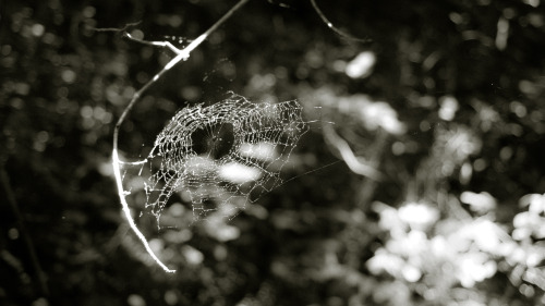 ,,,trailside web