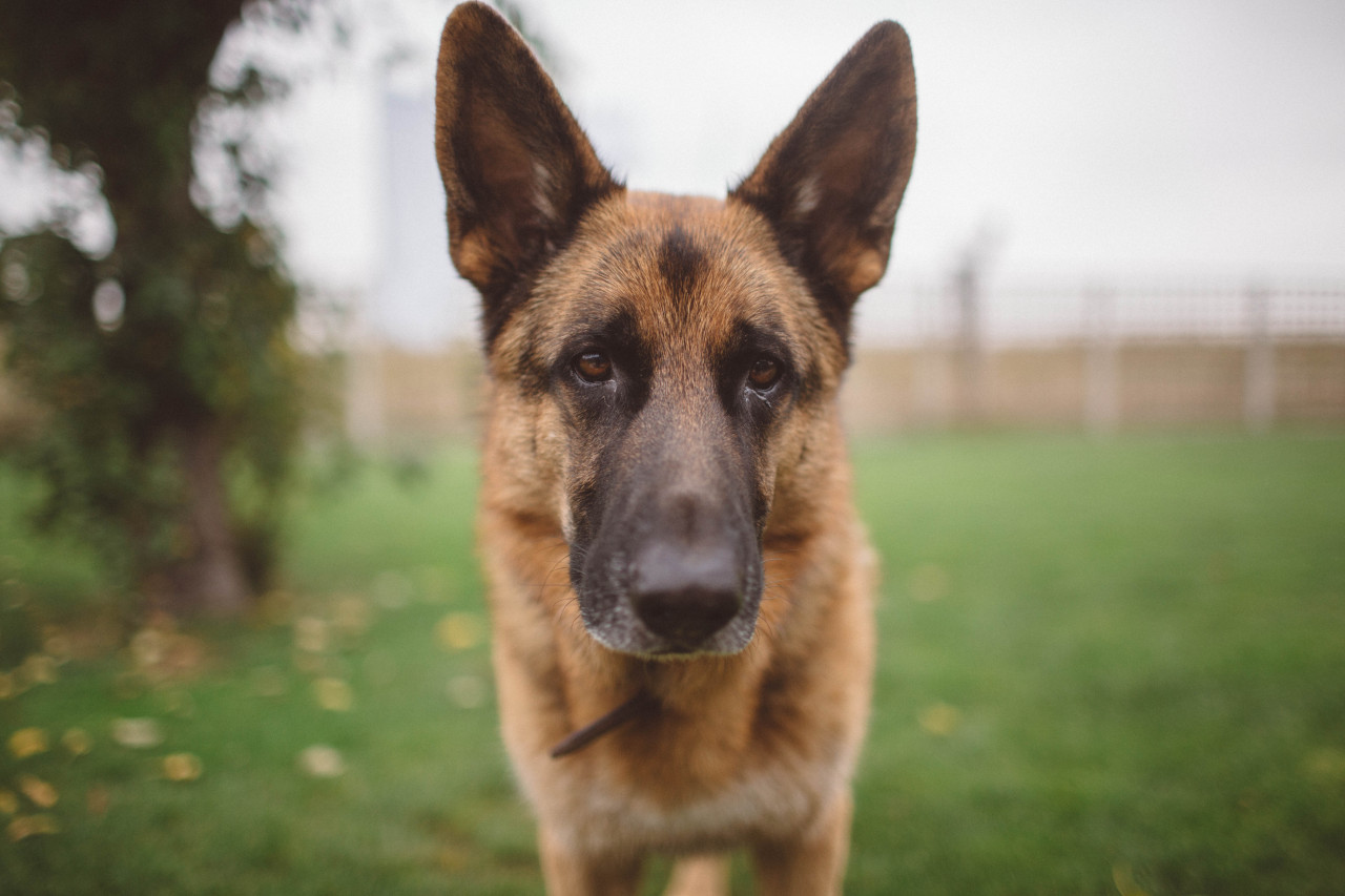 if-people-were-rain:  I really fricking love my dog.