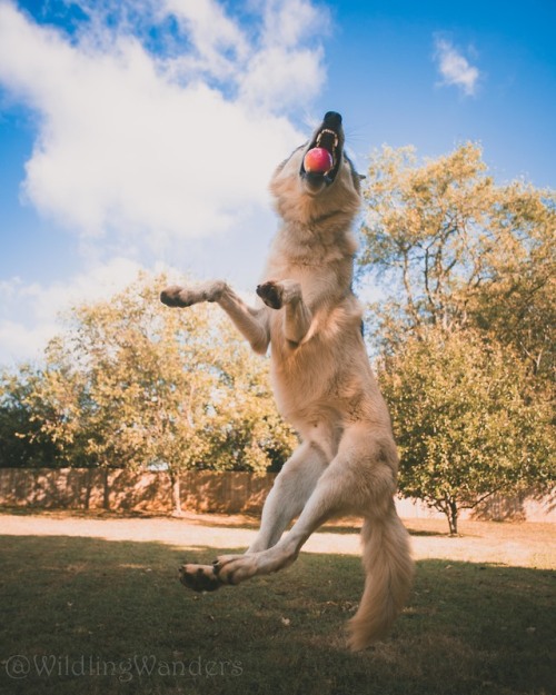 Apple Picking, wolfdog style #WildlingWanders