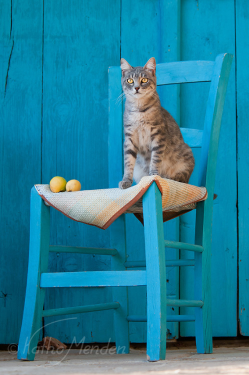 Katze in Blau (via Katho Menden)