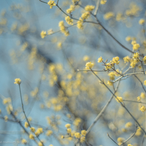 A Light Exists In SpringNot Present On The YearAt Any Other Period ...