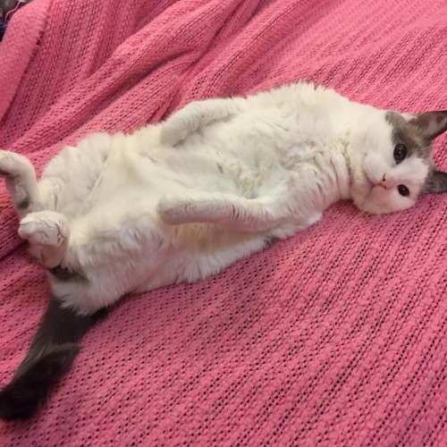 chocolatequeennk: I walked away from a belly rub before she was done.  @mostlycatsmostly