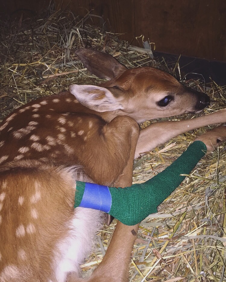 deer