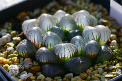 electricorchid:  Some succulents have translucent leaves to allow sunlight to penetrate deep inside their tissues.The glass-like Haworthia cooperi ‘Dodson’ has taken this phenomenon to the extreme. 