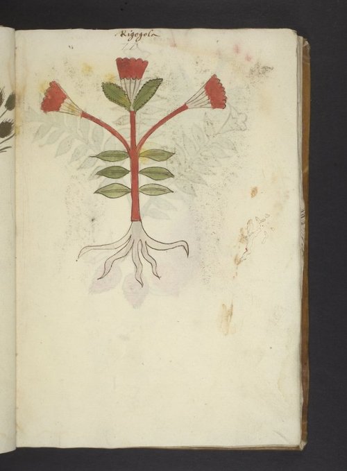 Herbals, the focus of this week’s posts, are a very particular type of manuscript in which plant spe