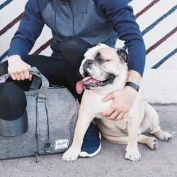 bloomingdales:  Quality time with our best friend.// bag: Herschel // sweatshirt: Under Armour // pants: Nike // hat: Gents // headphones: Beats by Dre // fitness tracker: Fitbit //http://spr.ly/61328P2iG