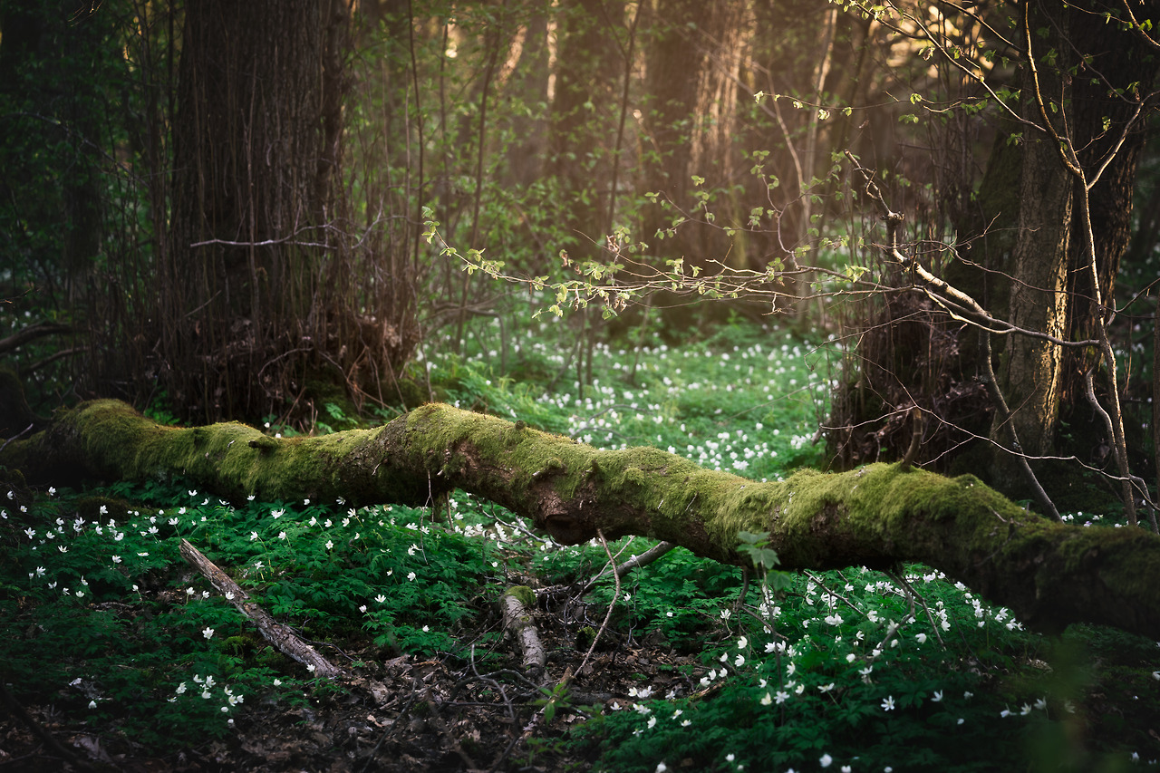 contentsmaydiffer:here be fairies 