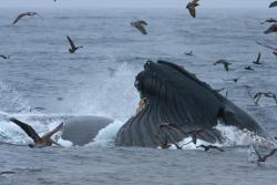 Here is my &lsquo;wildlife of the day&rsquo; scene.  North Pacific Humpback Whale off the coast of Washington.