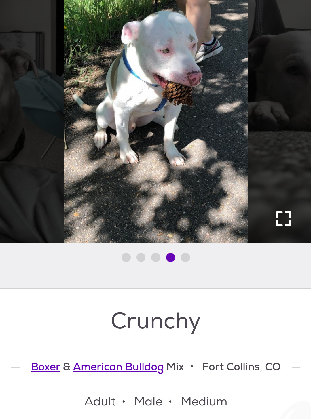 funny pet names found on the internet