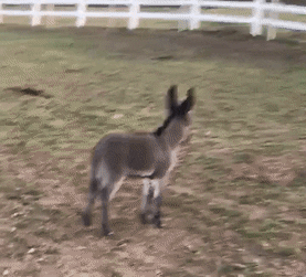awwww-cute:  My friend bought a fat, miniature donkey. Last week she went out to feed it and discovered it hadn’t been fat and that she now owns two miniature donkeys. Meet Smokey. (Source: http://ift.tt/2pmNFe3)