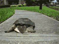 sofunnygifs:  Camera shy tortoise More Funny