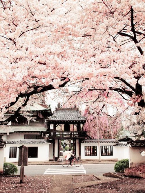 Sendai 仙台, Miyagi prefecture 宮城県, Japan. Cherry Blossoms of Shouonji temple, 松音寺の桜. Copyright from p