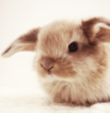 balfie:  The things i love most | Bunnies 