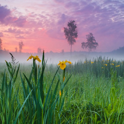 softwaring:  Sunrise over Losiny Ostrov National park, Moscow
