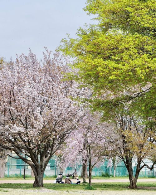 緑萌　#東伏見公園 #桜 #igersjapan #ig_nihon #icu_japan_nature #jp_gallery #icu_global #good_jobshot #great_my