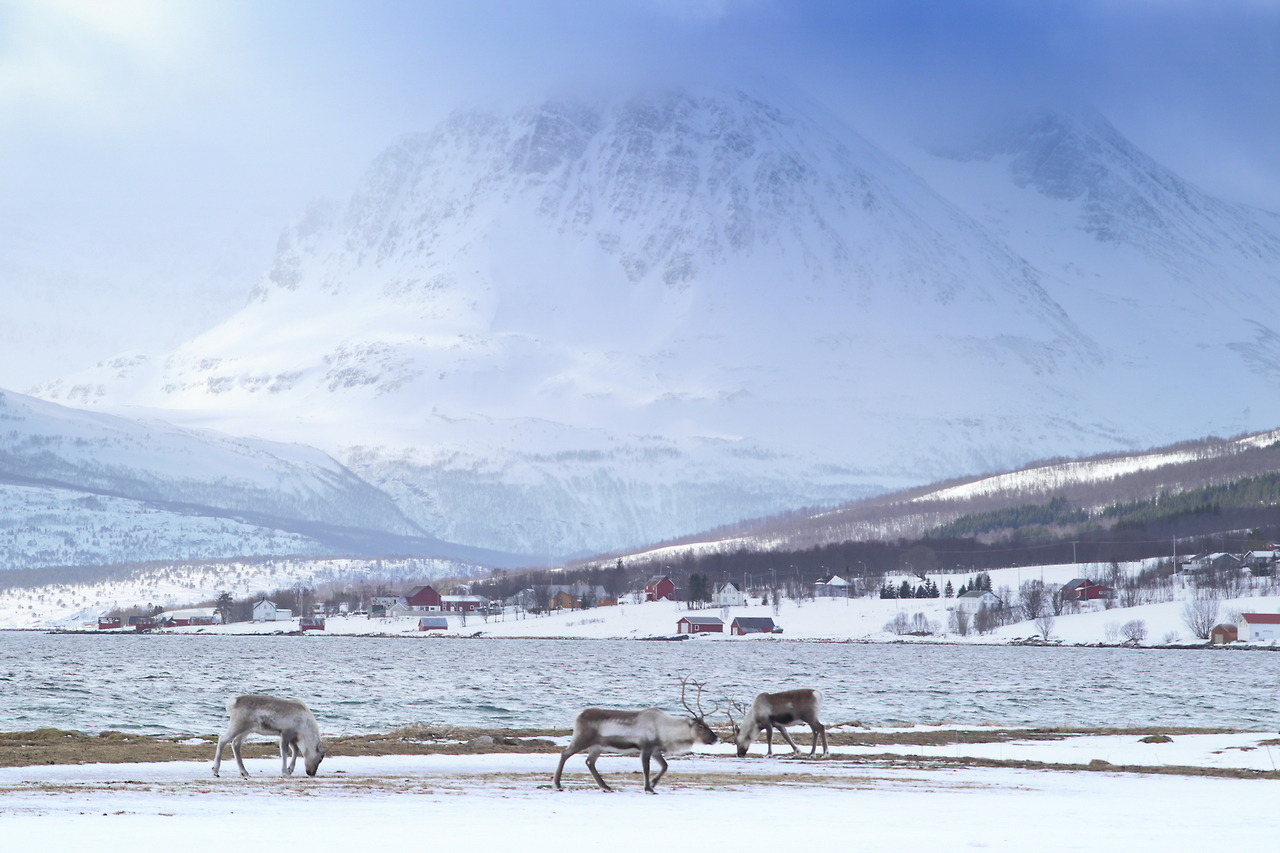 Group of Reindeer on Tisnes over the mountain, Norway