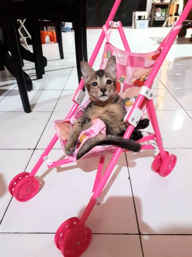 My kitten, Joji, on the toy baby stroller. 