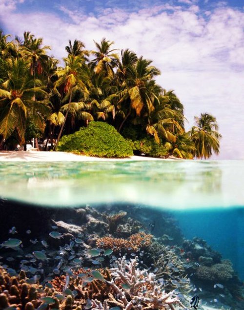 iandmartin-image:Tubbataha Reef, Philippines