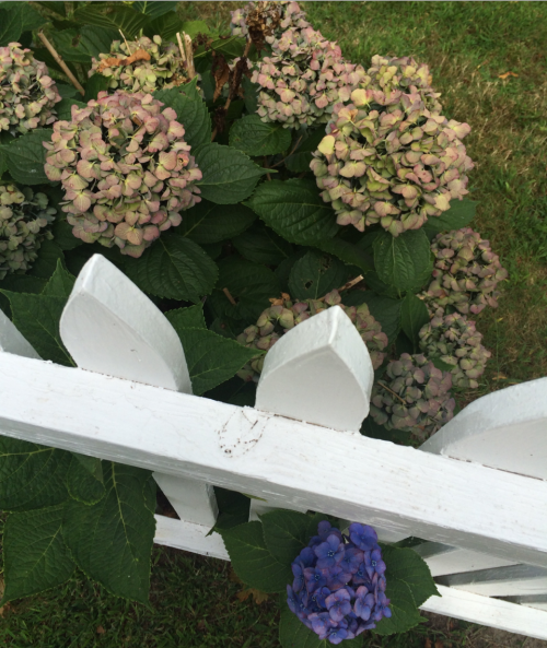 the hydrangeas are dead on only one side of the fence?