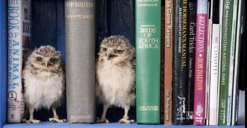 Owls and books&hellip;