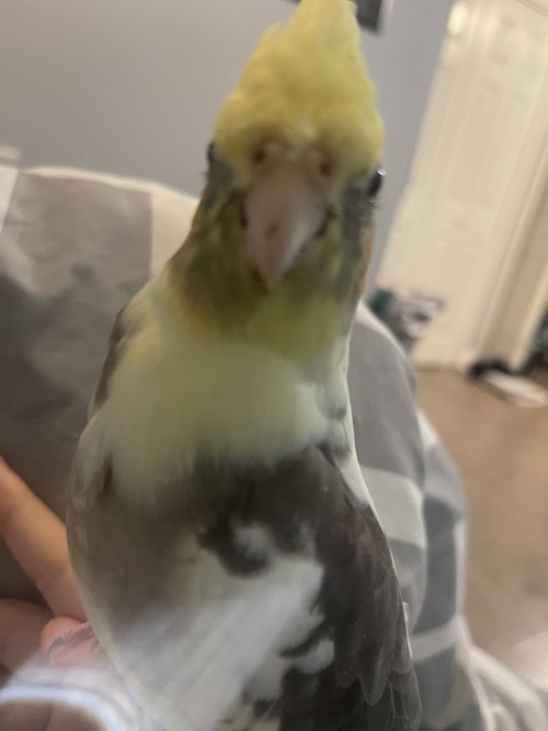 Why Is My Bird Like This. Like Bro Watchu Lookin At.